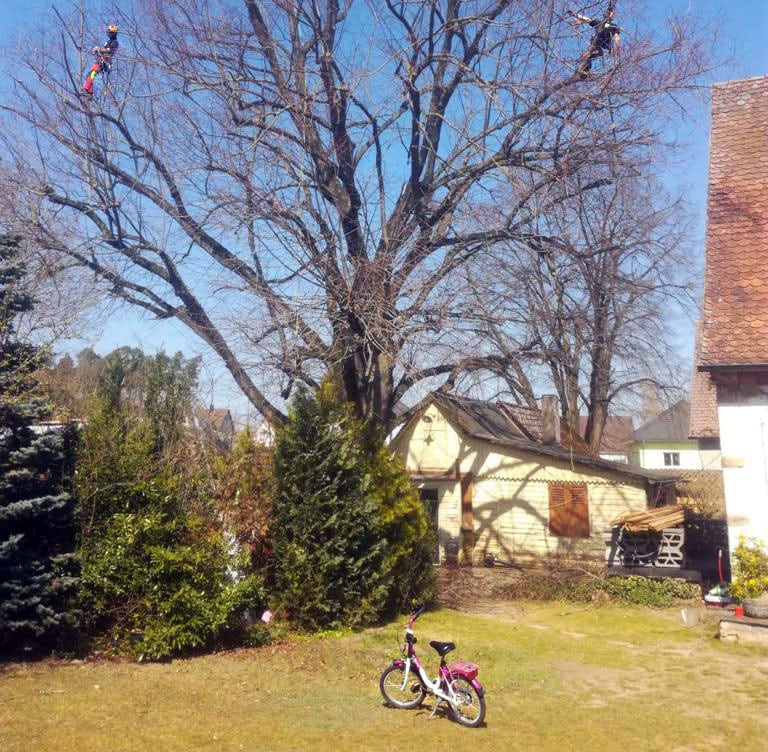 Baumfällung Baumschnitt Baumpflege für Nuernberg: Baumglück